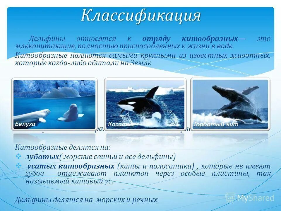 Дельфин систематика. Дельфины классификация. К отряду китообразные относятся:. Систематика китов. Дельфин относится к группе животных