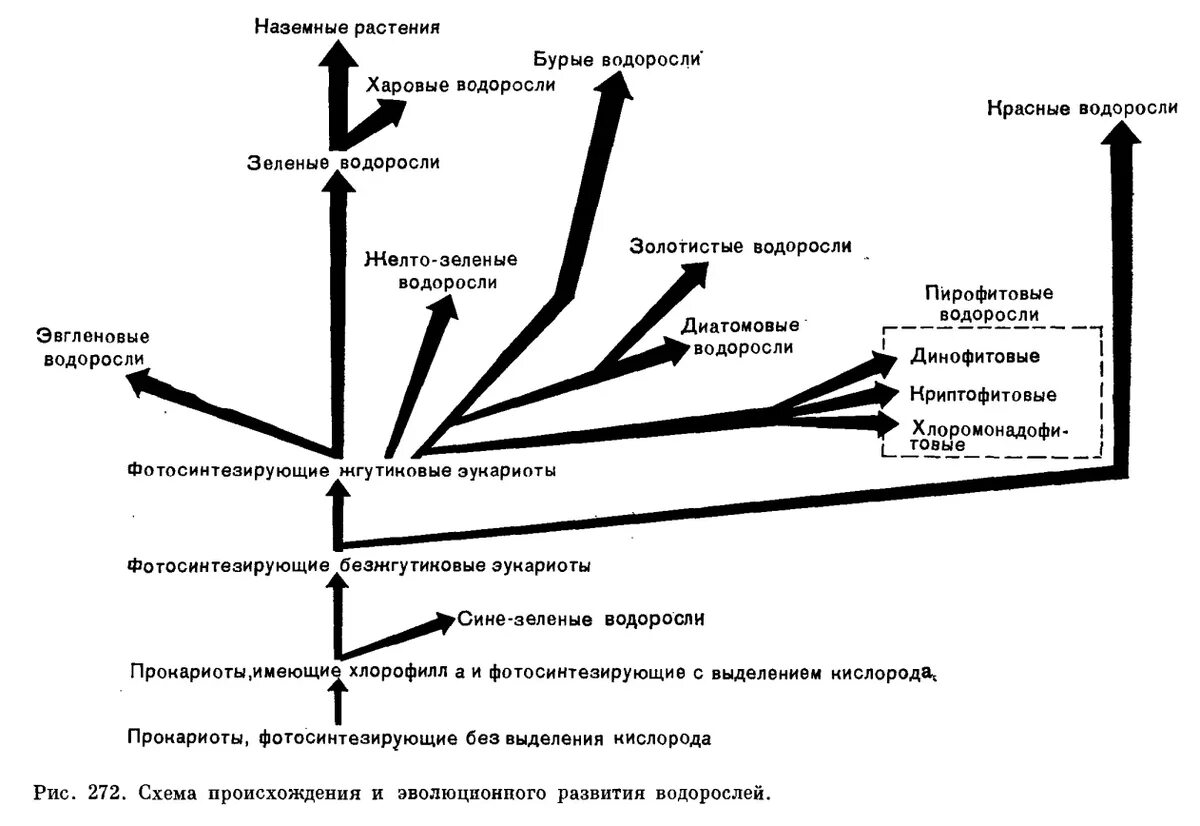 Схема происхождения и эволюционного развития водорослей. Схема происхождения и эволюционных связей водорослей и багрянок. Схема филогенетических отношений отделов водорослей. Схема происхождения высших растений. Список наземных растений