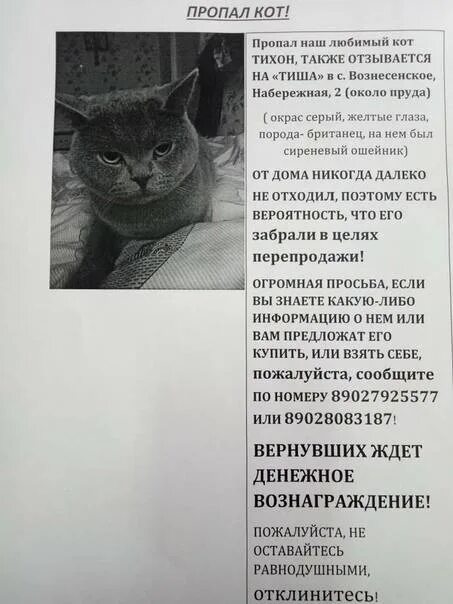 Клички для серых кошек. Клички для котов. клички для котят. имена для котят. необычные красивые имена для кошек.