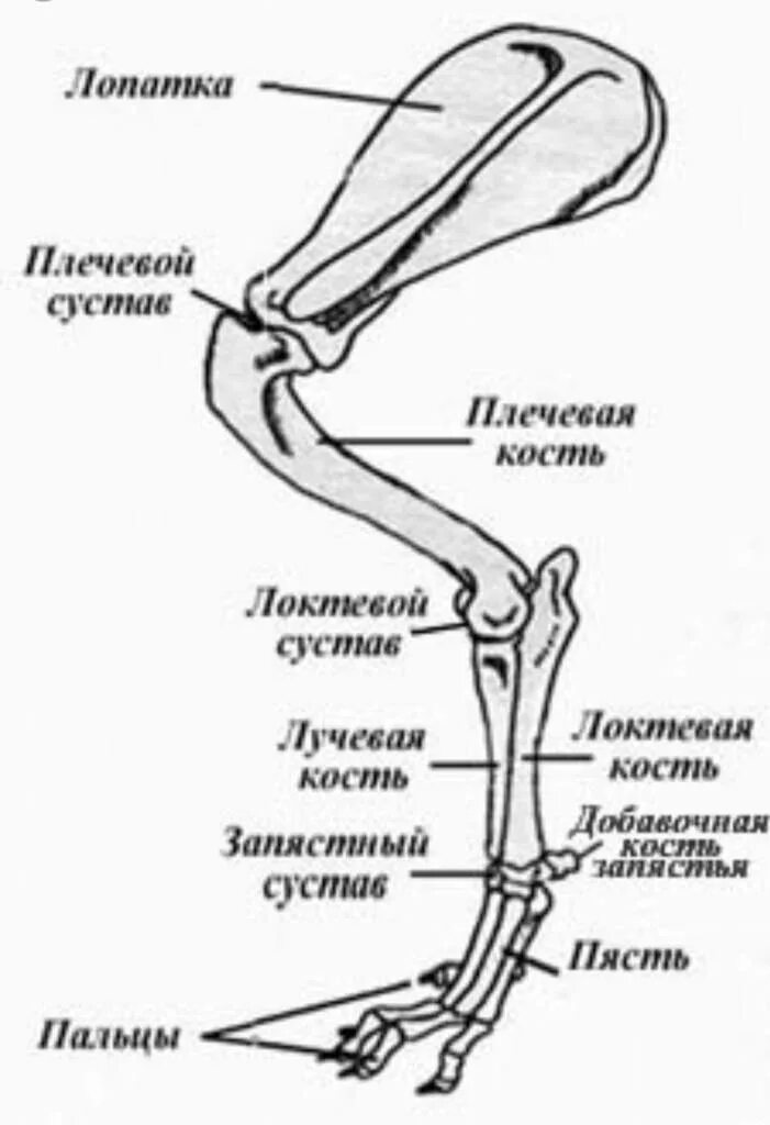 Кости задней конечности собаки. Анатомия собаки скелет передней конечности. Грудная конечность кошки анатомия костей. Анатомия задней конечности собаки.