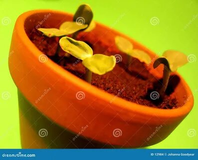 Image of flowers, sunflower - 12984 