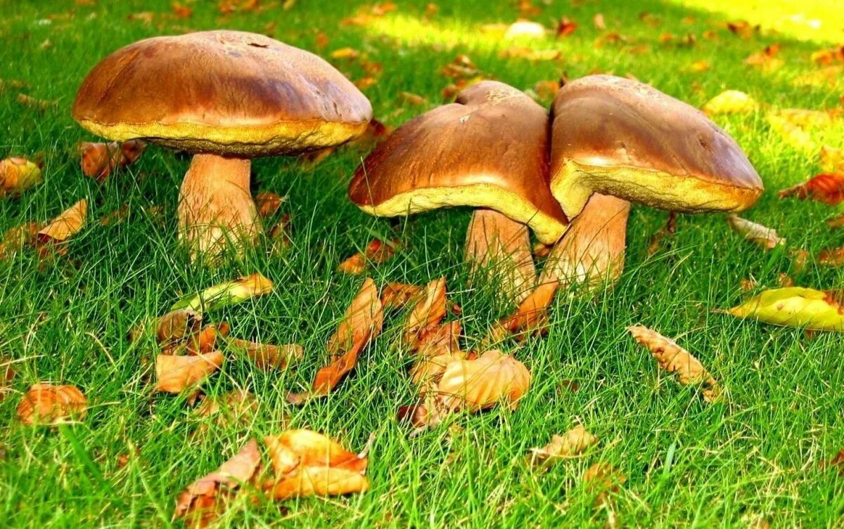 Осенние грибы маслята. Съедобные грибы маслята. Боровик масленок. Маслята луговые. Маслята грибы и рядовки.