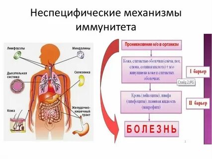 Защиту организма животного от инфекции обеспечивает система