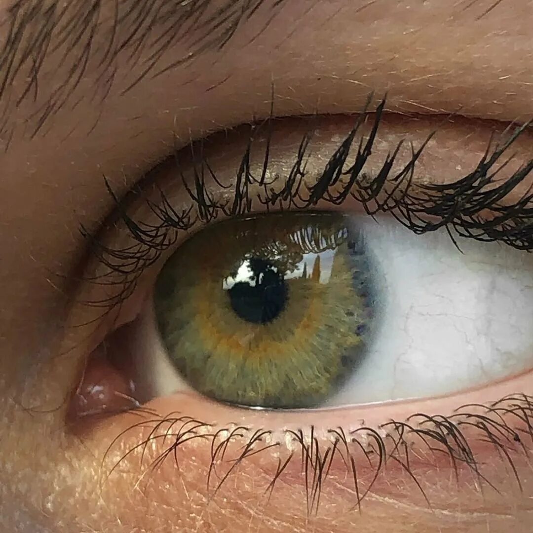 Хейзел цвет глаз. Зелёный Хазел цвет глаз. Болотный цвет глаз гетерохромия. Тёмно зелёные глаза.