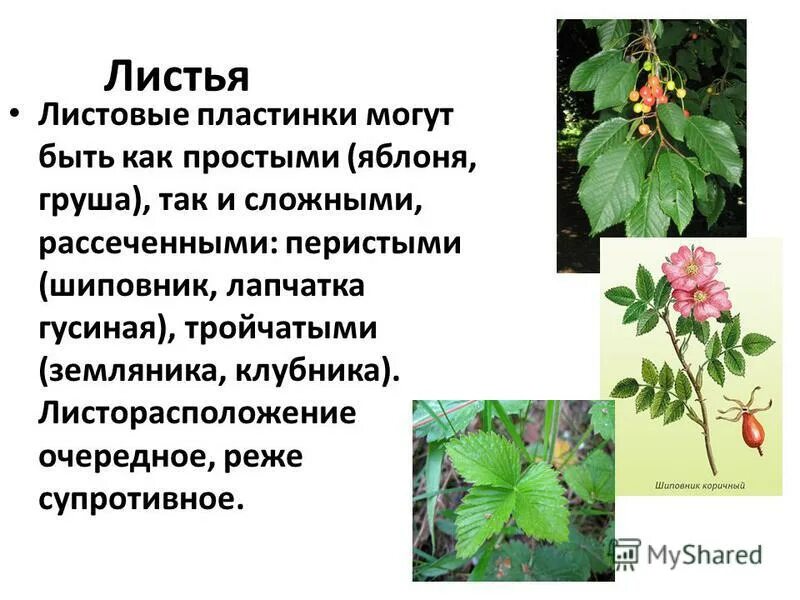 Листорасположение земляники. Розоцветные растения листья. земляника листорасположение супротивное. жилкование листа земляники. строение листа земляники.