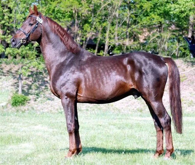 Порода лошадей гидран. Домашняя лошадь. Диби гидран. Hungarian Warmblood.