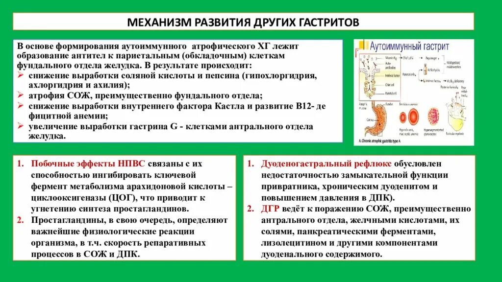 Механизм аутоиммунного гастрита. Механизм развития гастрита. Механизм развития атрофического гастрита. Аутоиммунный гастрит патогенез. Аутоиммунный гастрит клинические