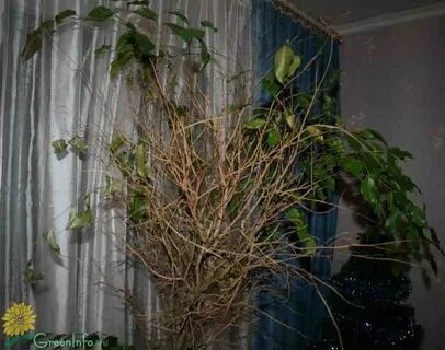 Фикус сухие ветки