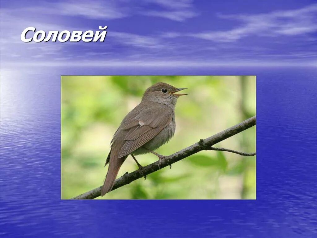 Рассказ о птице соловей. Краткое описание соловьи. Рассказ про соловья. Соловей птица фото и описание. Соловей перелетная птица.