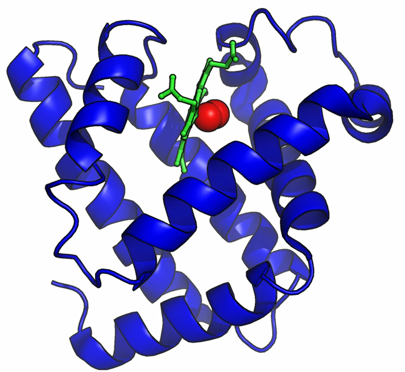 Миоглобин. Строение молекулы белка миоглобина. Молекула миоглобина. Миоглобин структура белка.