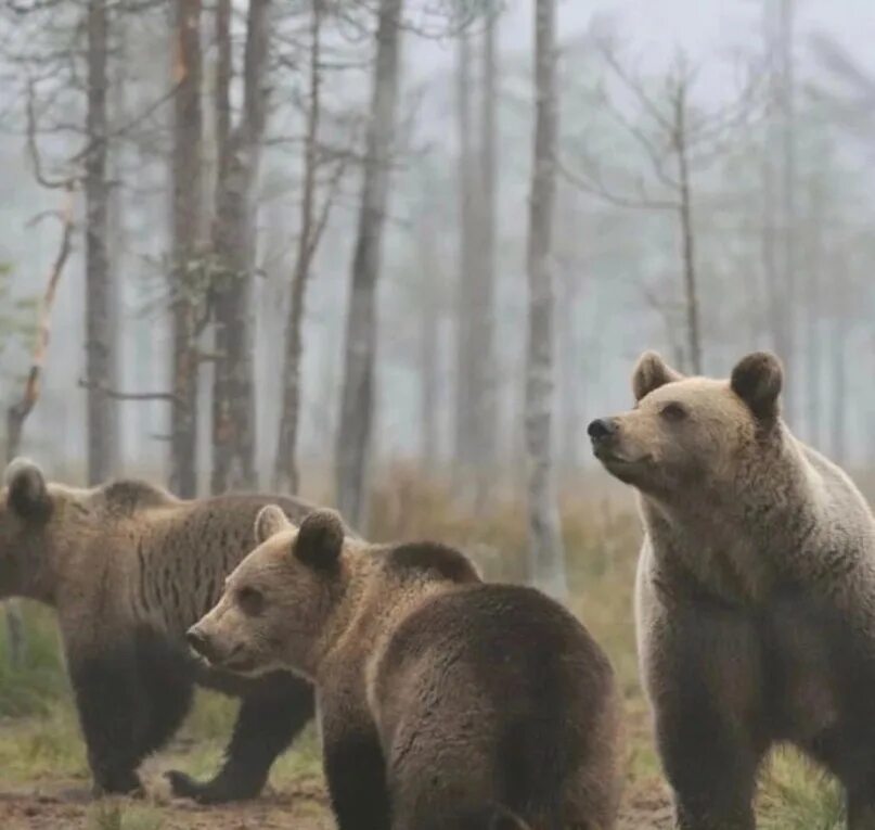Медведь Гризли. Три медвежонка. Медведица с медвежатами в лесу. Семья медведей.