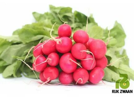 Редиска польза