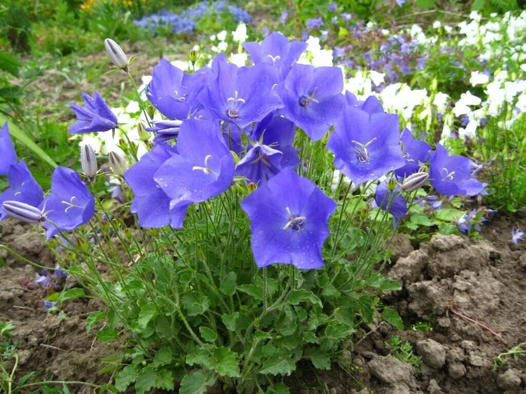 Кампанула Карпатский колокольчик. Колокольчик Карпатский (Campanula Carpatica). Колокольчик Карпатский Белогорье. Колокольчик Карпатский Карпатенкроне.