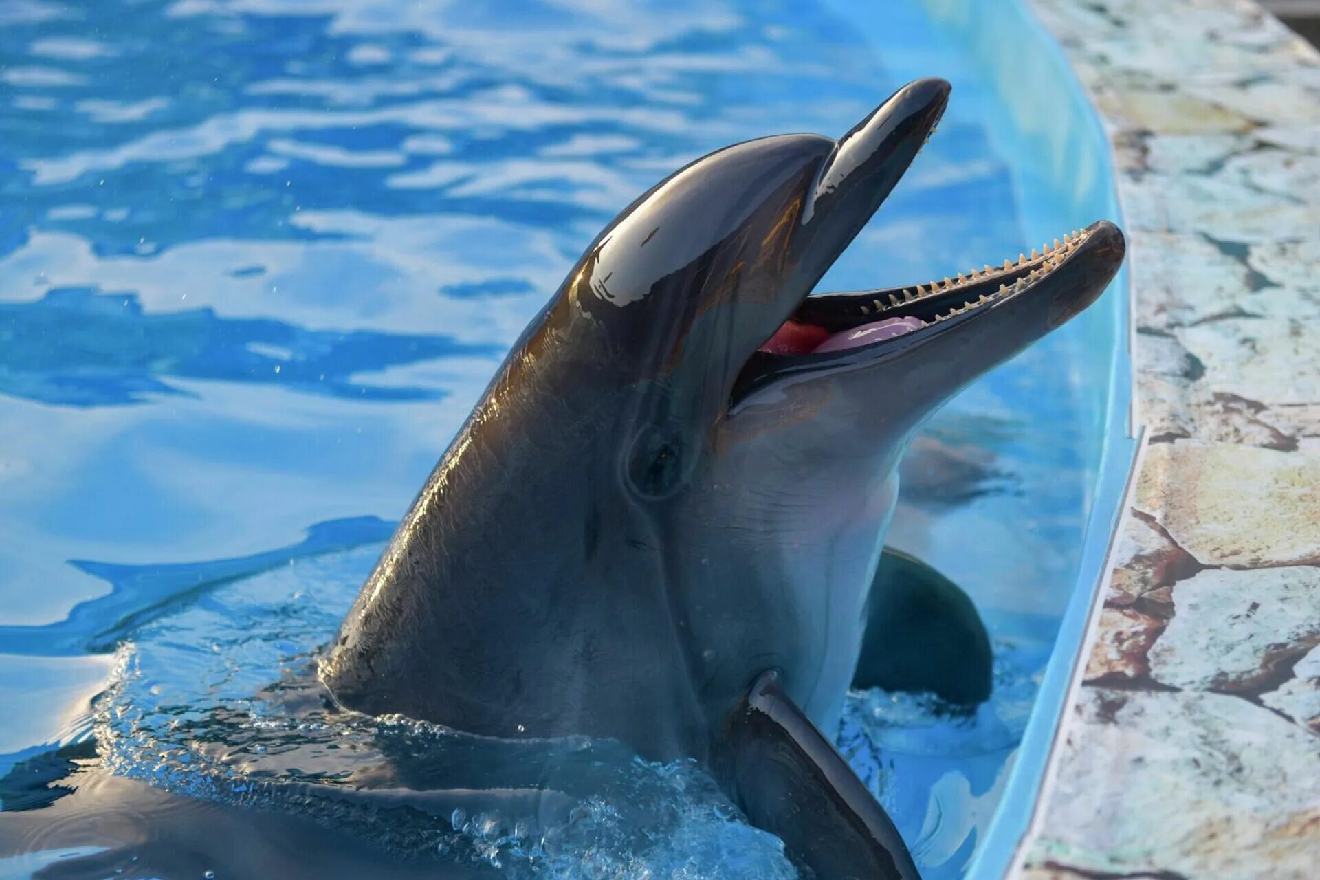 Пицунда Абхазия дельфины. Абхазский национальный дельфинарий. Дельфинарий в Абхазии. Дельфинарий Гагра Абхазия. Дельфинарий гагра