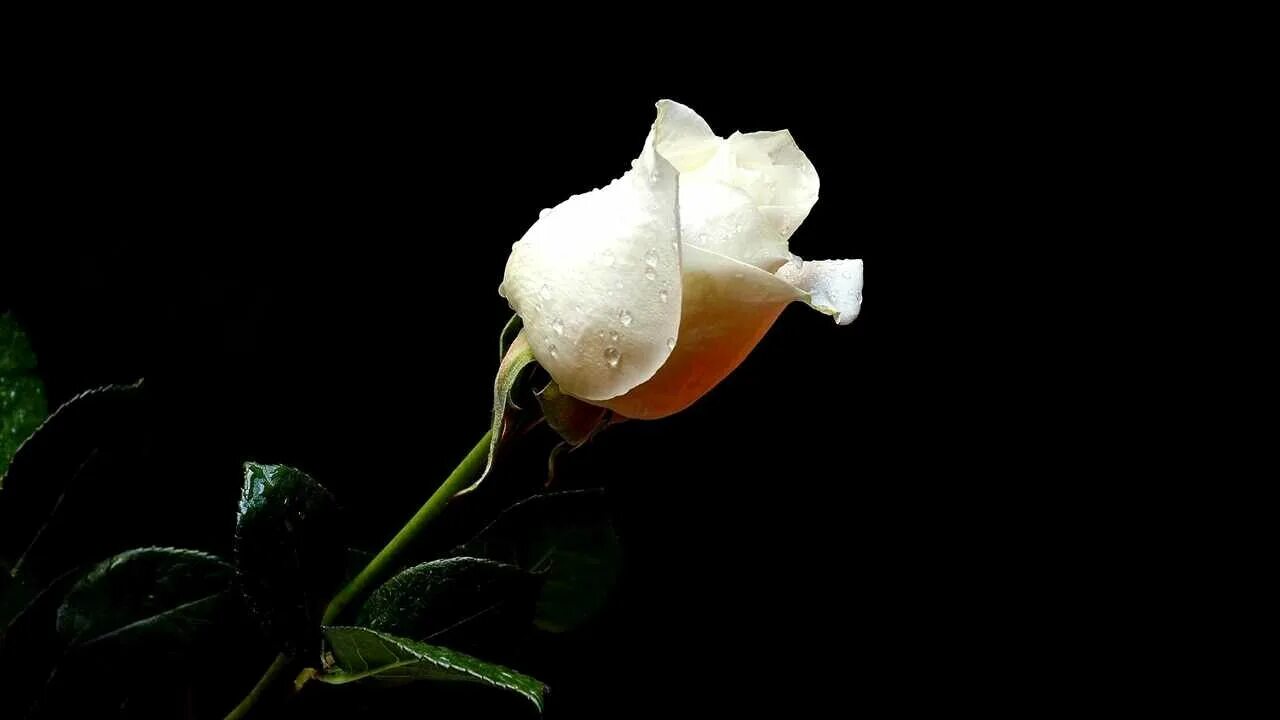 Bouquet of white roses on a black background Desktop wallpapers 1024x1024