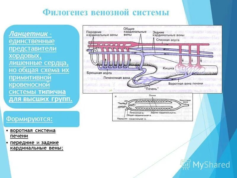 Двухкамерное сердце трехкамерное четырехкамерное. Червь ланцетник. Схема строения кровеносной системы хордовых. Эволюция кровеносной системы позвоночных схема. Подтип бесчерепные класс ланцетники ……….