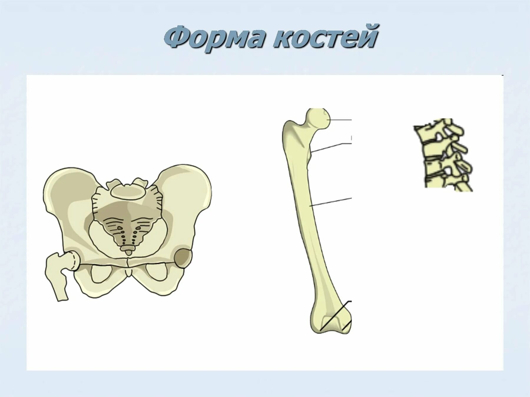 3 губчатые кости. Формы костей. Форма кости человека. Типы костей. Строение и форма костей.