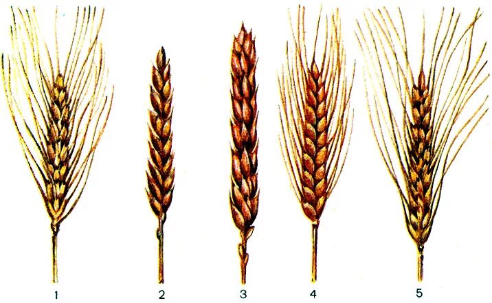 1 сорт пшеницы. Строение пшеничного Колоса. Структура Колоса озимой пшеницы. Безостый Колос. Безостая пшеница Колос.