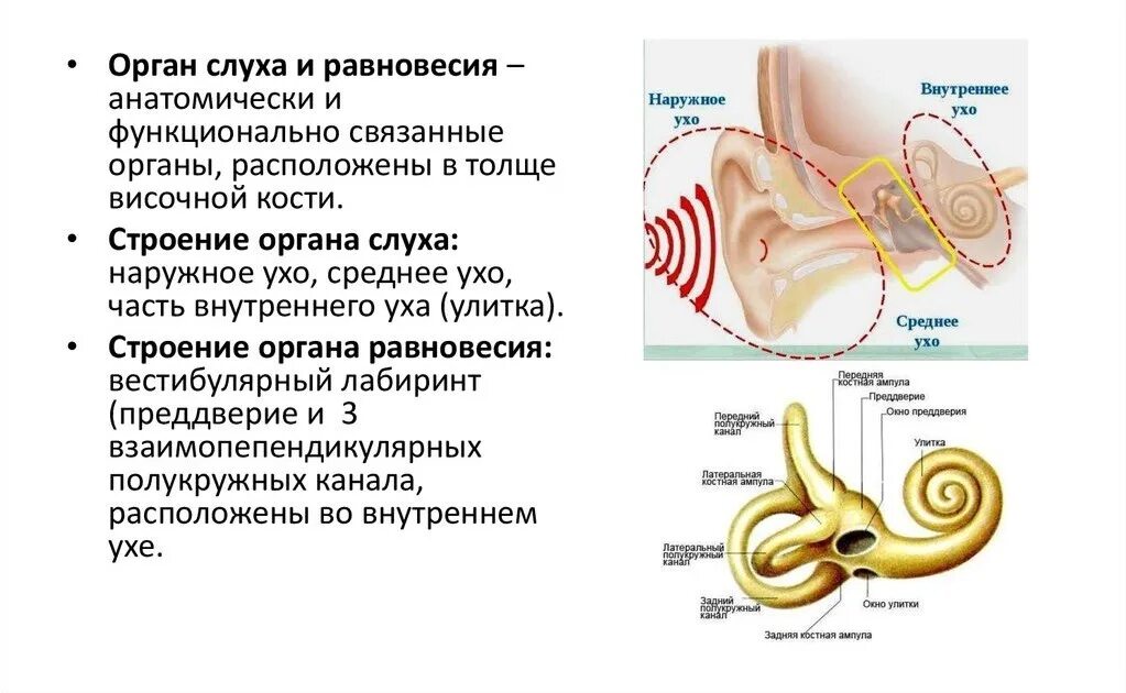 Значение слуха кратко. Строение слухового анализатора 8 класс биология. Наружное ухо орган слуха таблица и орган равновесия. Строение слухового анализатора таблица. Строение слухового анализатора наружное.
