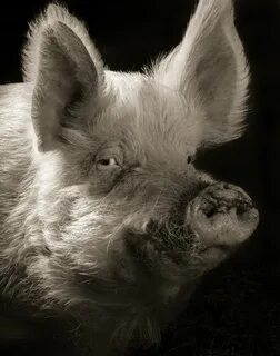 Pig steam