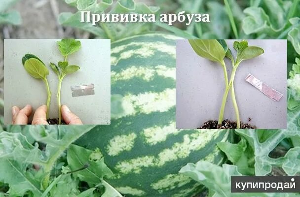 Привить дыню на тыкву. Подвой арбуза на лагенарию. Прививка арбуза. Привить арбуз на тыкву. Прививка арбуза на лагенарию язычком.
