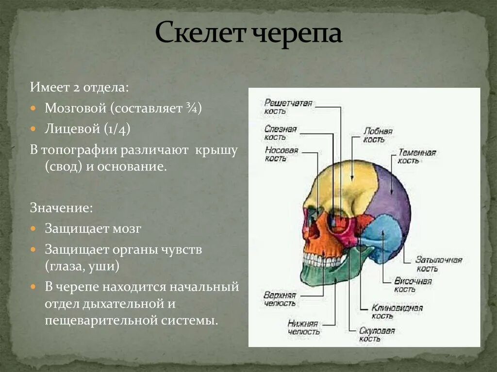 Кости лицевого отдела черепа анатомия. Строение черепа мозговой и лицевой отделы. Свод черепа и основание черепа. Кости черепа 2 отдела. Головной отдел черепа