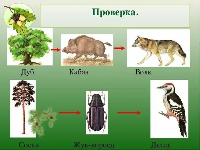 Окружающий мир цепи питания животных. Цепь питания сосна дятел жук короед. цепь питания волк дуб кабан. цепь питания жук короед. цепи питания в лесу 3 класс окружающий мир.