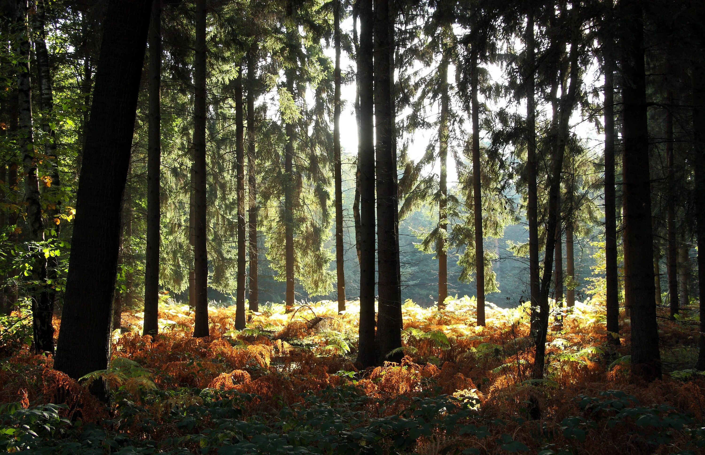 Хвойные смешанные лиственные. Хвойно-широколиственный лес. Широколиственный лес Финляндия. Хвойно-широколиственный лес России. Финляндия хвойно широколиственные леса.