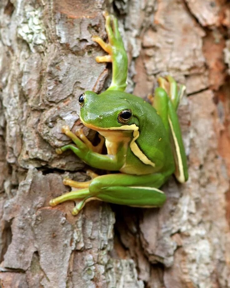 Tree frog клей. Tree frog. 4 green frogs. four frogs. tree frog для 3д принтера.