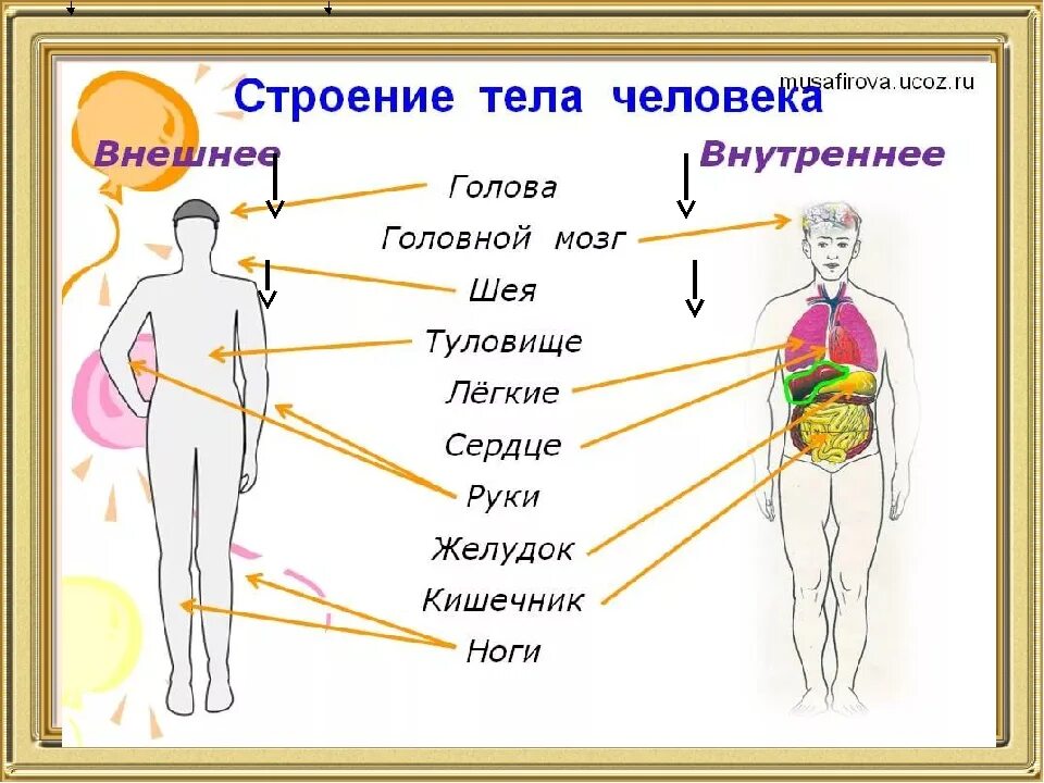 Фото строения человека 4 класс