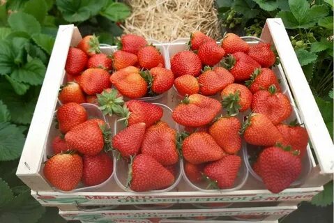 Клубника кантус отзывы
