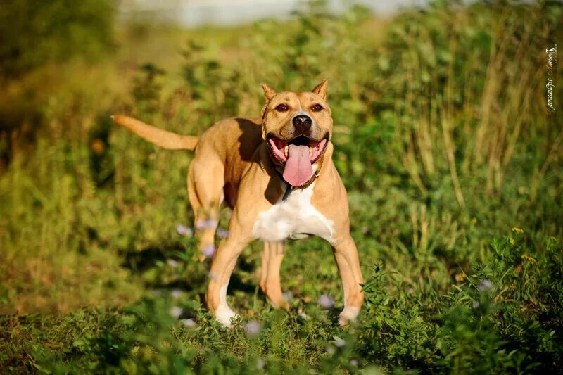 американский стаффордширский терьер рыжий. стафф 2 года. американский стаффордширский терьер. стафф 2 года. стафф 2 года.