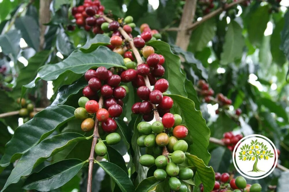 Кофейное дерево (Coffea). Кофе Coffea Arabica. Кофе Арабика (Coffea);. Кофейное дерево Аравийское. Кофейные плоды