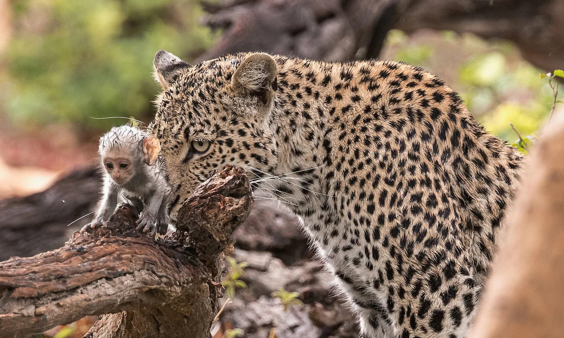 Бабуины леопард. Павиан анубис. Бабуины в юар. Леопард охотится на обезьян. Бабуин против леопарда.