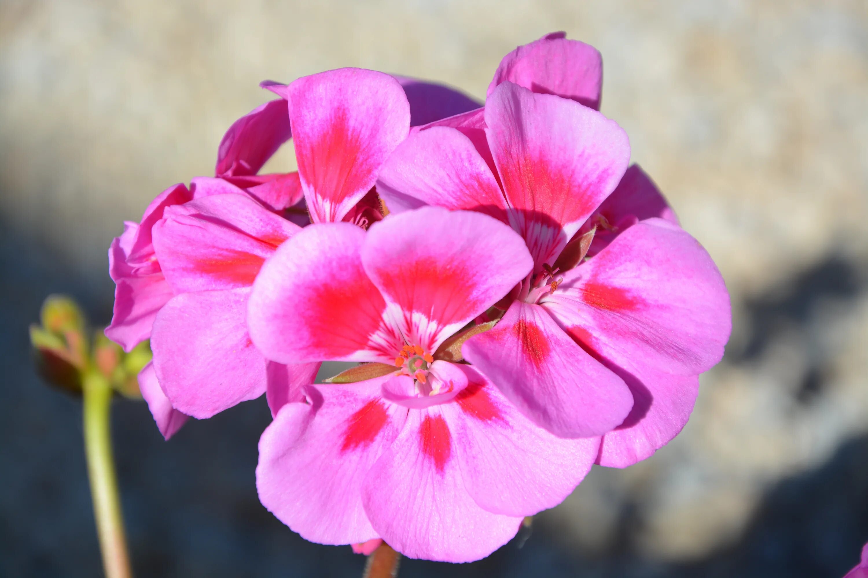 Пионовидная герань. Jacey пеларгония. Pink Geranium пеларгония. Пеларгония Розита f1. Пеларгония Pac Amelit.