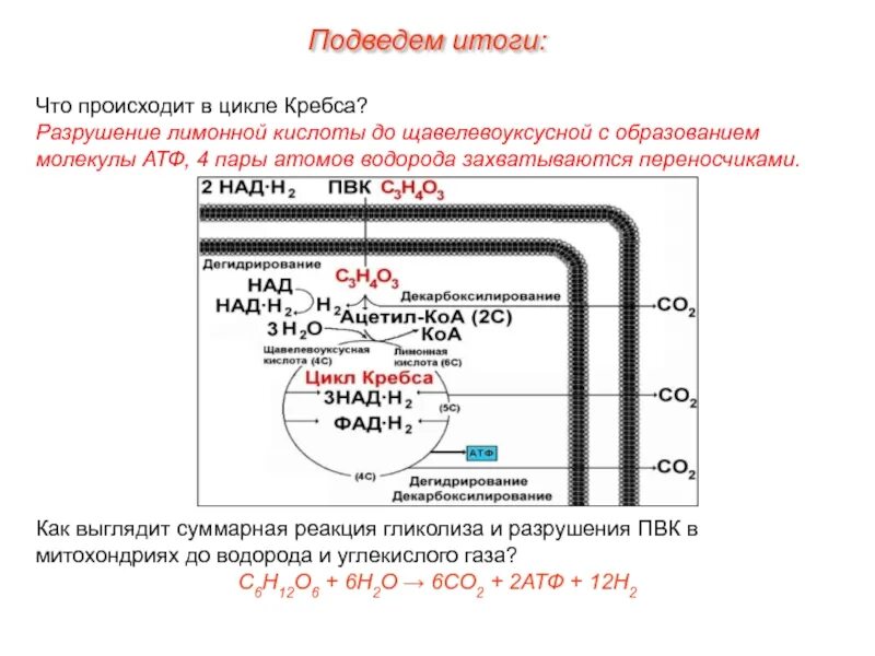 Происходит в митохондриях образуется пвк. Щавелевоуксусная кислота образуется в митохондрии из. параметры процесса окисления битумов. из чего образуется щавелевоуксусная кислота в митохондриях. окисление щавелевоуксусной кислоты.