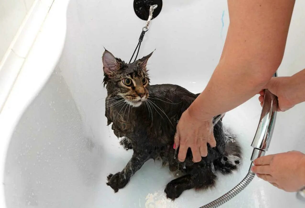 Купание кошки. Мокрая кошка. Мытье кота. Кошка моется. Можно мыть кошек мылом