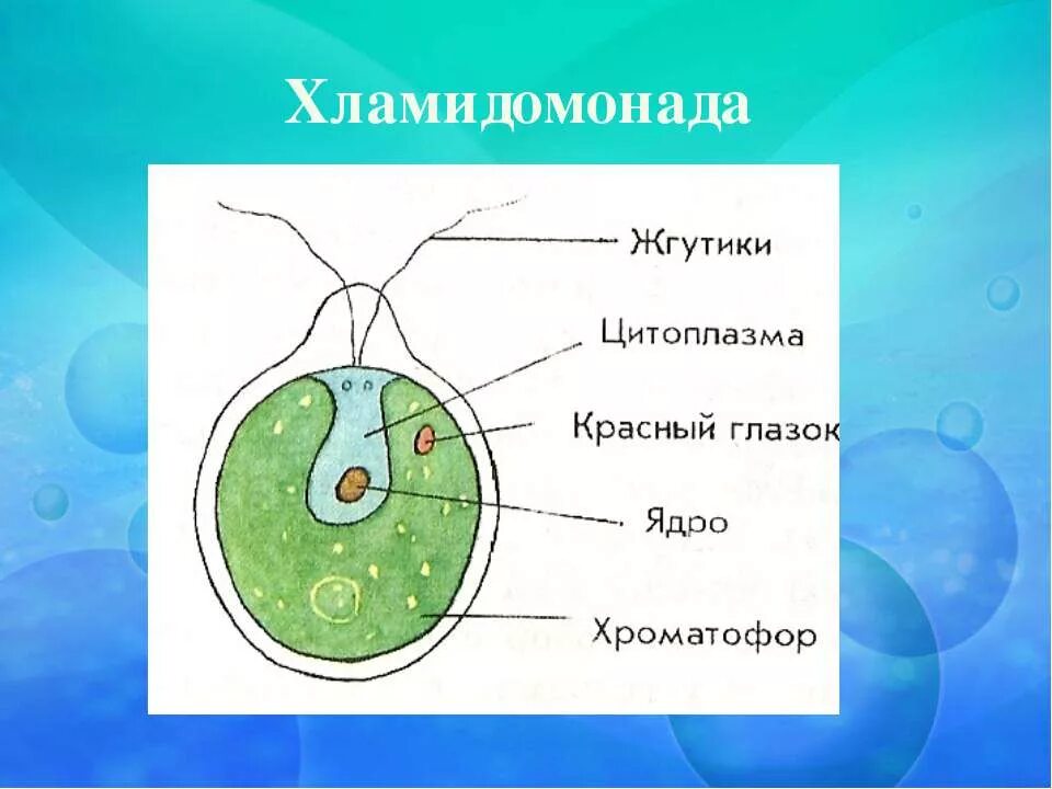 Глазок водоросли. Строение водоросли хламидомонады. Одноклеточные водоросли строение клетки. Строение клетки хламида Монада. Одноклеточные водоросли 6 класс биология.