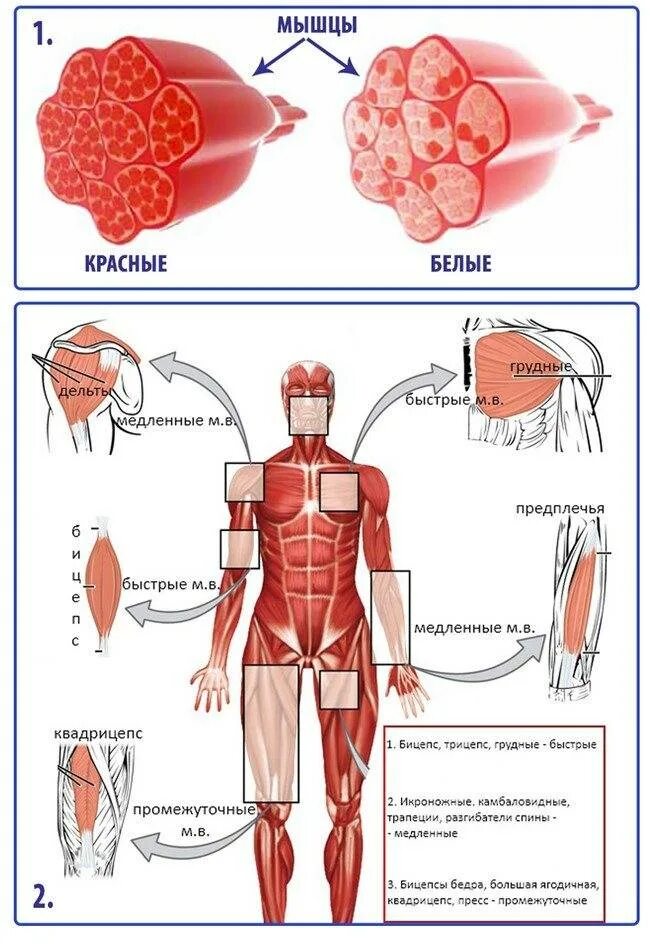 Быстрые мышечные. Характеристика быстрых мышечных волокон. Быстрые мышечные. Медленный и быстрый тип волокон. Красные белые и промежуточные мышечные волокна.