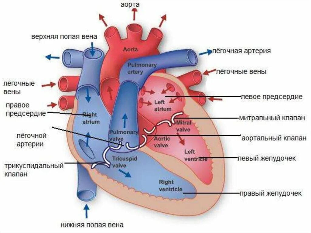 Срез сердца человека. Строение сердца движение крови. Строение сердца человека. Отделы сердца и сосуды. Сосуды сердца в разрезе.