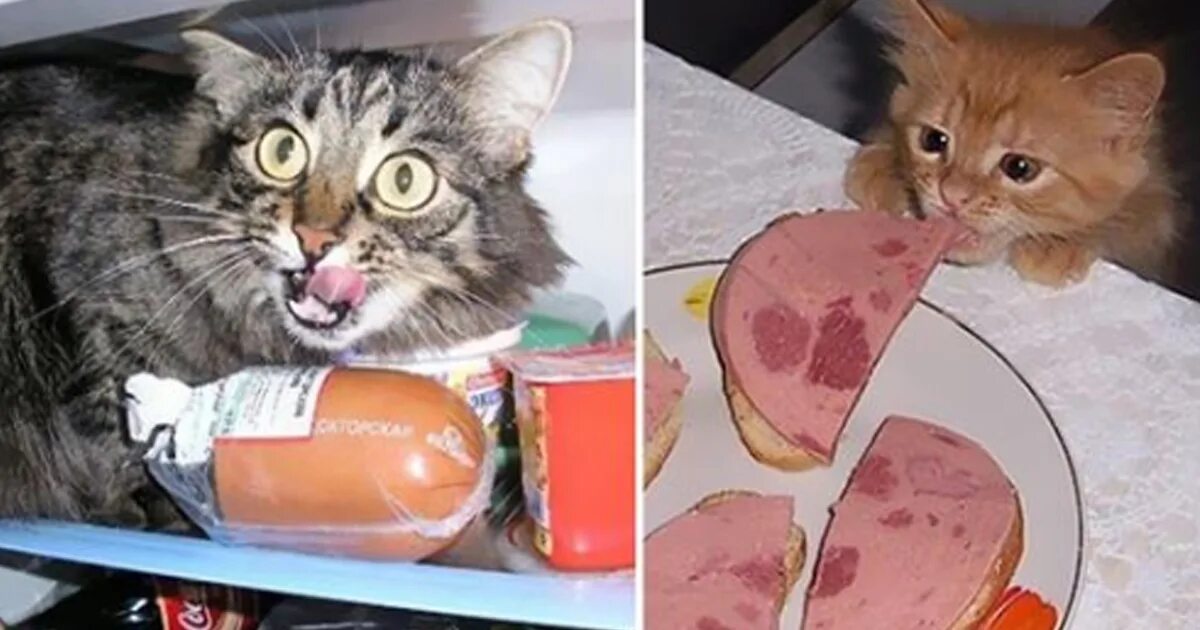 кошка холерик. кот крадет колбасу. смешные кошки. кошка ворует еду. кошка украли.