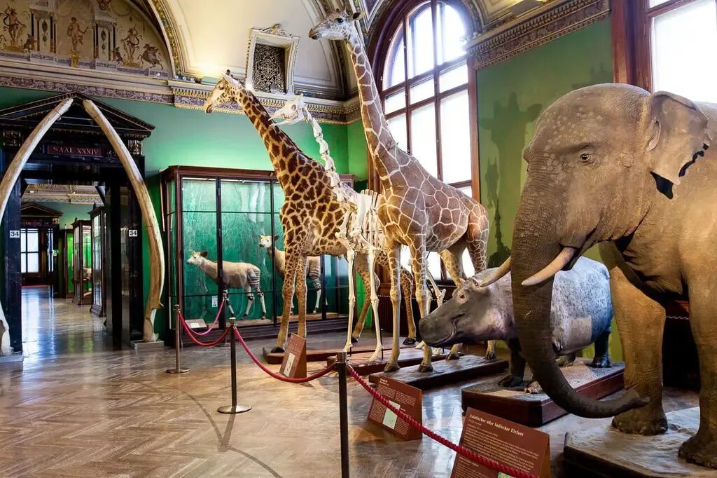 The museum had. Natural History Museum London экспонаты. Музей естествознания Лондон экспонаты. Музей природы Лондон. Natural History Museum London зеленая зона.