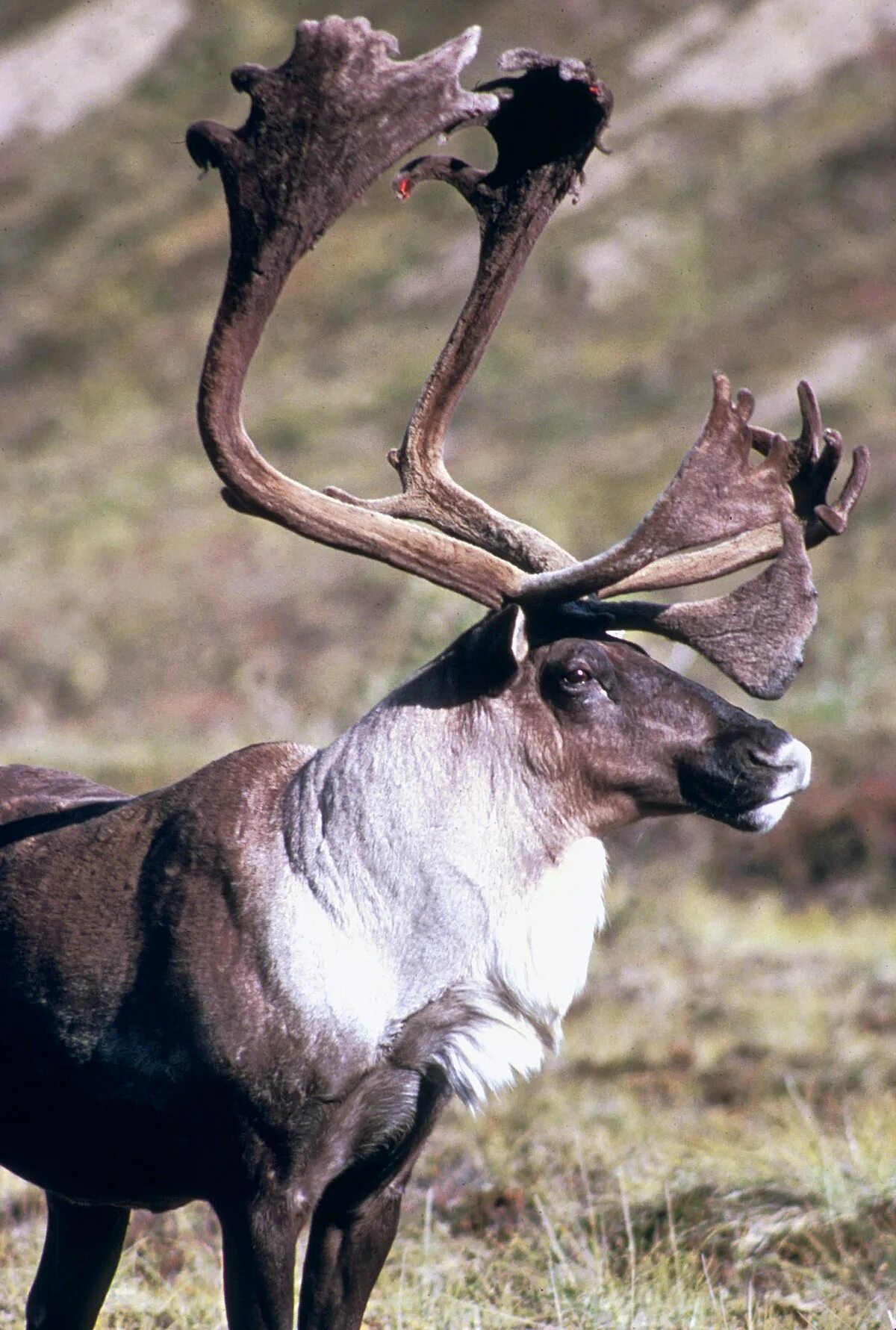 Caribou животное с открытым ртом. Олени в канаде. Карибу сканворд. Карибу сканворд. Северный олень карибу.