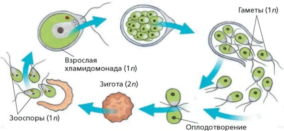 Мейоз хламидомонады. Строение и жизненный цикл хламидомонады. Половое размножение хламидомонады схема. Половой процесс хламидомонады. Этапы полового размножения хламидомонады.