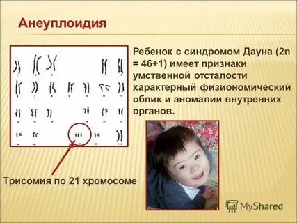 Хромосомы у зародыша