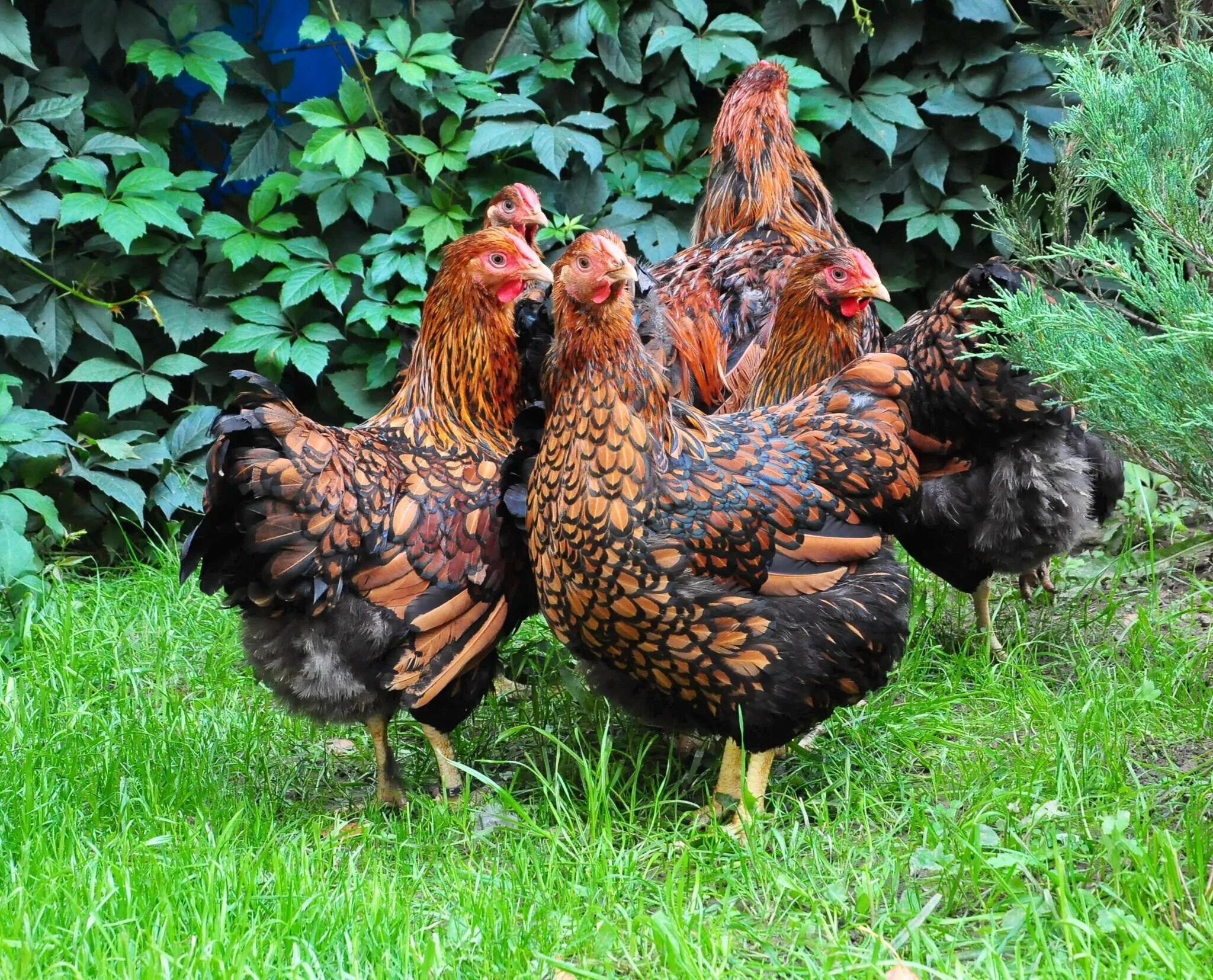 Породы кур с цыплятами. Породы кур с цыплятами. Куры несушки породы доминант. Порода курей триколор. Виандот куропатчатый.