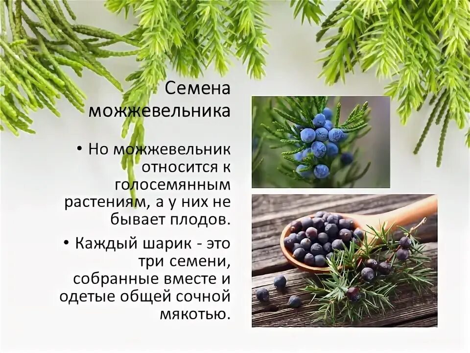 Почему можжевельник относится к высшим семенным растениям. Почему можжевельник относится к высшим семенным растениям