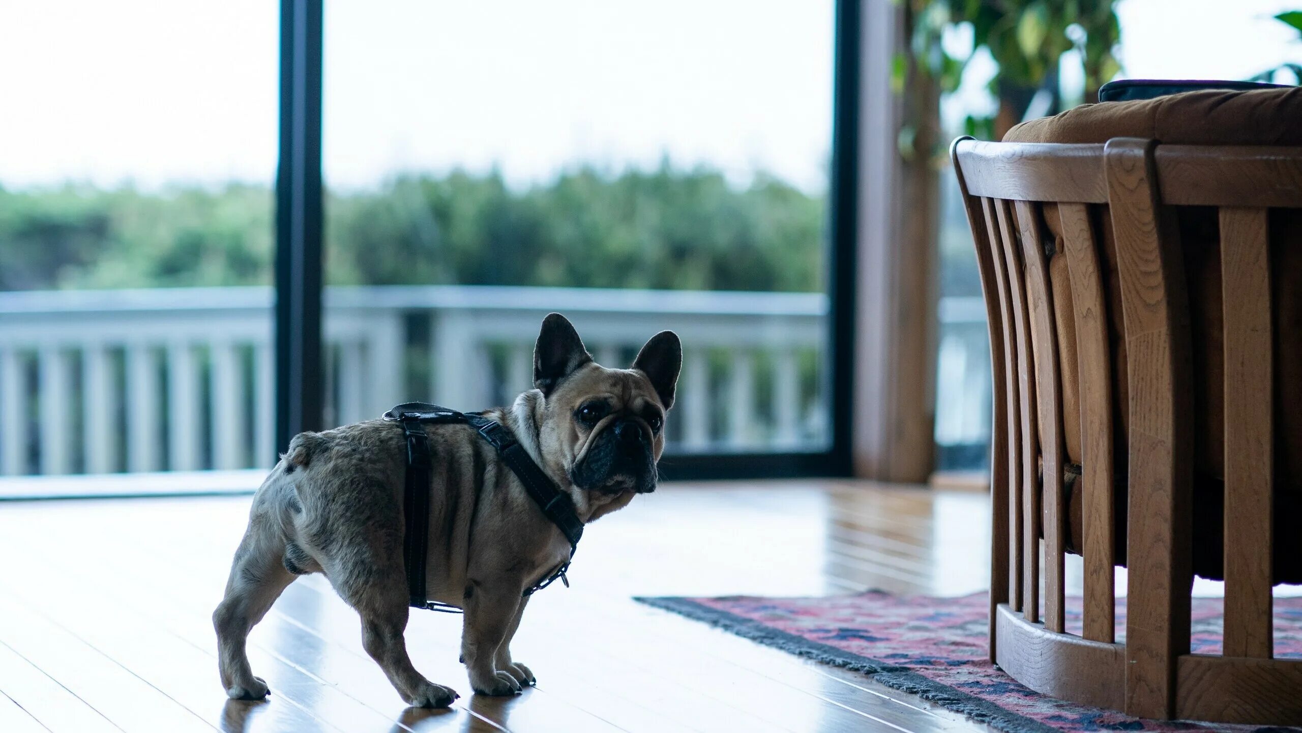 The rental фильм 2020. Кто не спрятался (the rental,2020). Кто не спрятался (the rental,2020). Кто не спрятался фильм. The rental фильм 2020.