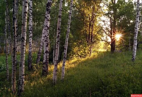 Как то летом на опушке