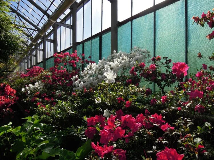 Garden фирма. Garden фирма. Садко интернет магазин. Директор ландшафтной компании. Сад радости.